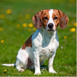 Mittelgroße Hunderassen