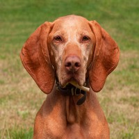 Ungarischer Jagdhund: Hundefutter und Rasseportrait
