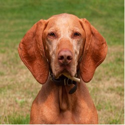 Ungarischer Jagdhund: Hundefutter und Rasseportrait