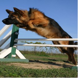 Vielseitigkeitssport (IPO) für Hunde