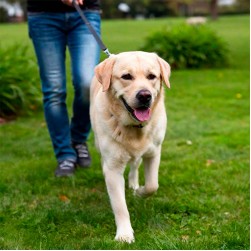 Wandern mit Hund: Tipps für gelungene Touren mit vierbeiniger Begleitung
