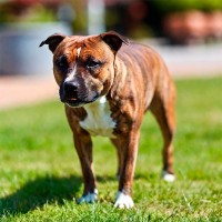 Warum Hunde Kot fressen