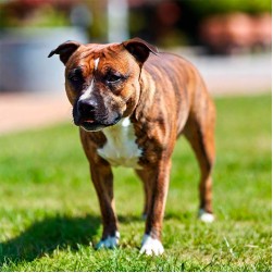 Warum Hunde Kot fressen