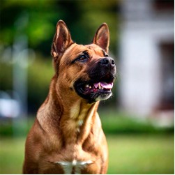 Warum leckt der Hund am After?