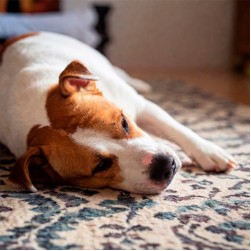 Warum schnarcht mein Hund?