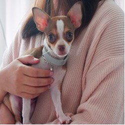 Welpen stubenrein bekommen: so klappt es auch bei Ihrem Hund