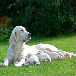 Wie lange tragen Hunde?