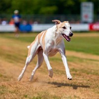 Windhundrennen: Hundesport für besondere Vierbeiner