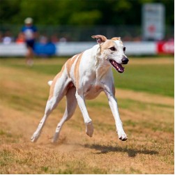 Windhundrennen: Hundesport für besondere Vierbeiner