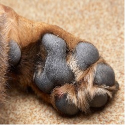 Wolfskralle beim Hund: alles Wichtige auf einen Blick
