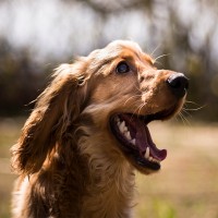 Zahnwechsel beim Hund: Dauer und mögliche Komplikationen