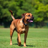 Zughundesport: artgerechte Beschäftigung für lauffreudige Hunde