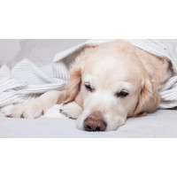 Malassezien-Dermatitis bei Hunden