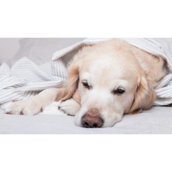 Malassezien-Dermatitis bei Hunden