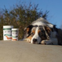 Probiotika und Präbiotika für den Hund