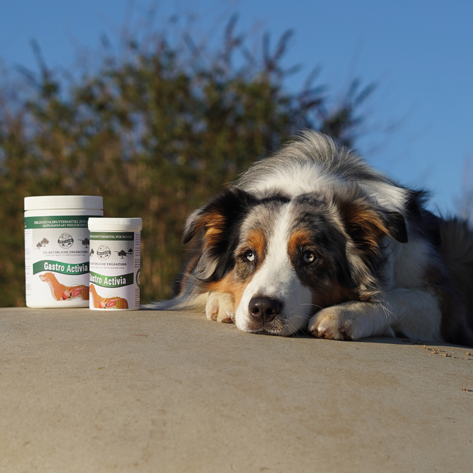 Probiotika und Präbiotika für den Hund