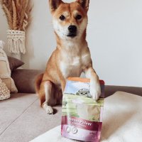 Urlaub mit dem Hund: so bleibt die Fellnase unterwegs gesund