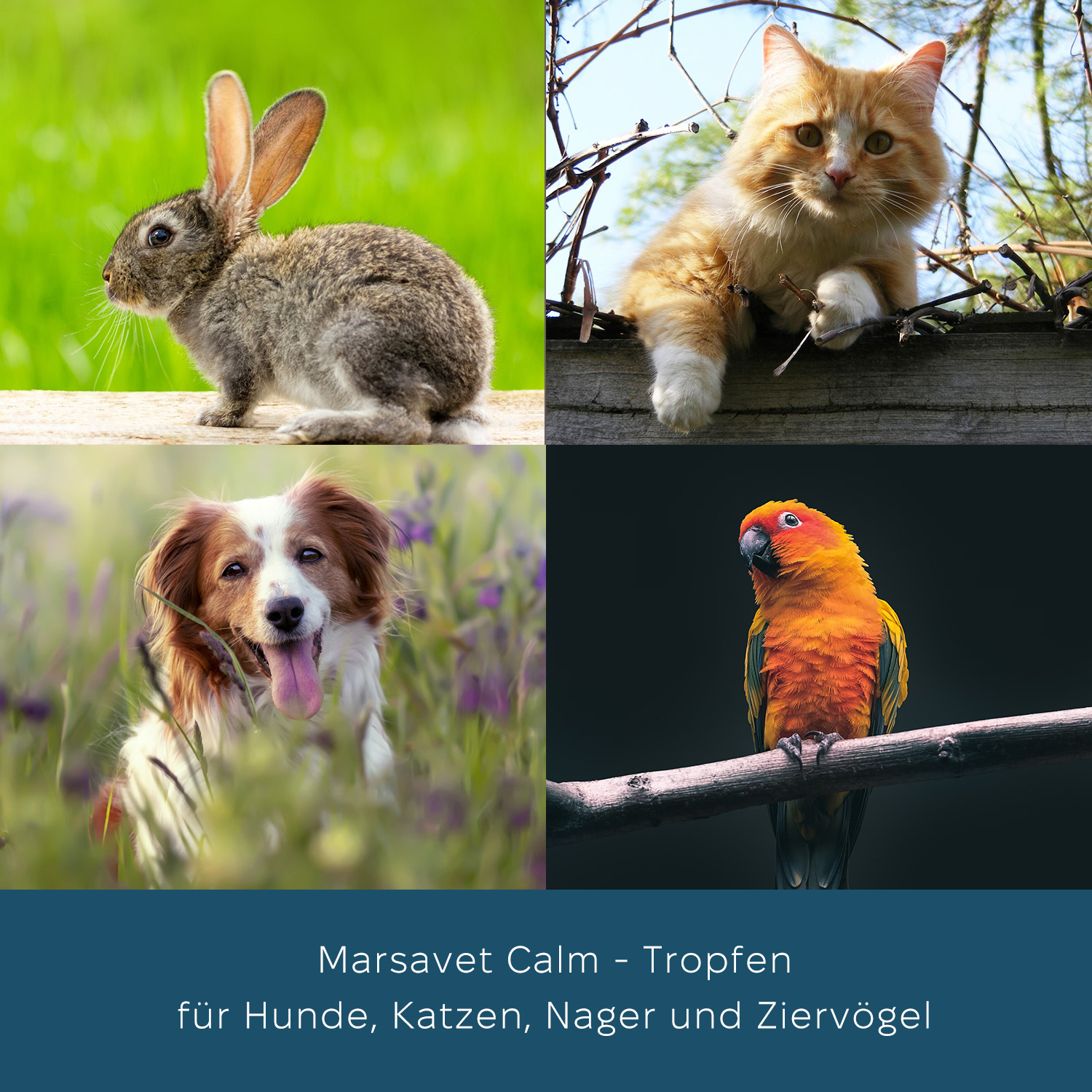 Marsavet Calm Tropfen - 100 ml