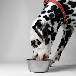 Die optimale Wasserversorgung Ihres Hundes: Ein umfassender Leitfaden