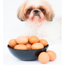 Eiweiß-Snacks für Fellnasen: Dürfen Hunde rohe Eier essen?