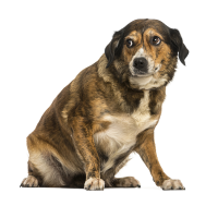 Futtermittelallergie beim Hund: Symptome erkennen und wirksam behandeln