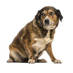 Futtermittelallergie beim Hund: Symptome erkennen und wirksam behandeln