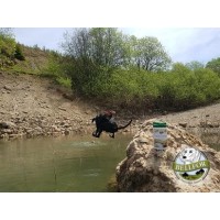 Wie Sie Gelenkproblemen bei Sporthunden vorbeugen