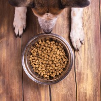 Woran erkennt man gesundes kaltgepresstes Hundefutter?