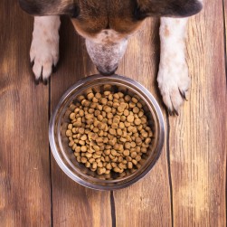 Woran erkennt man gesundes kaltgepresstes Hundefutter?