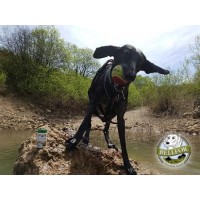 Hüftdysplasie bei Hunden: Ursachen, Symptome und Behandlung