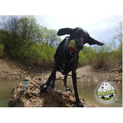 Hüftdysplasie bei Hunden: Ursachen, Symptome und Behandlung