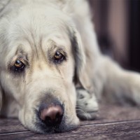 Hund stinkt: Ursachen und Tipps gegen den schlechten Geruch