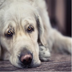Hund stinkt: Ursachen und Tipps gegen den schlechten Geruch