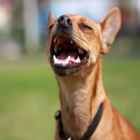 Hundehusten: Ursachen und Möglichkeiten zur Behandlung