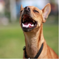 Hundehusten: Ursachen und Möglichkeiten zur Behandlung