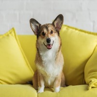 Hundesprache verstehen: Was will mein Hund mir sagen?