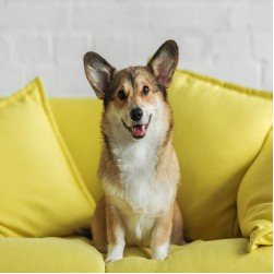 Hundesprache verstehen: Was will mein Hund mir sagen?