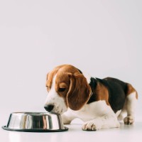 Wann sollte ich kaltgepresstes Hundefutter bevorzugen?