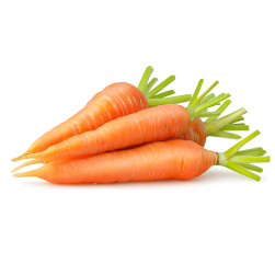 Morosche Karottensuppe als Hausmittel für Hunde mit Durchfall?