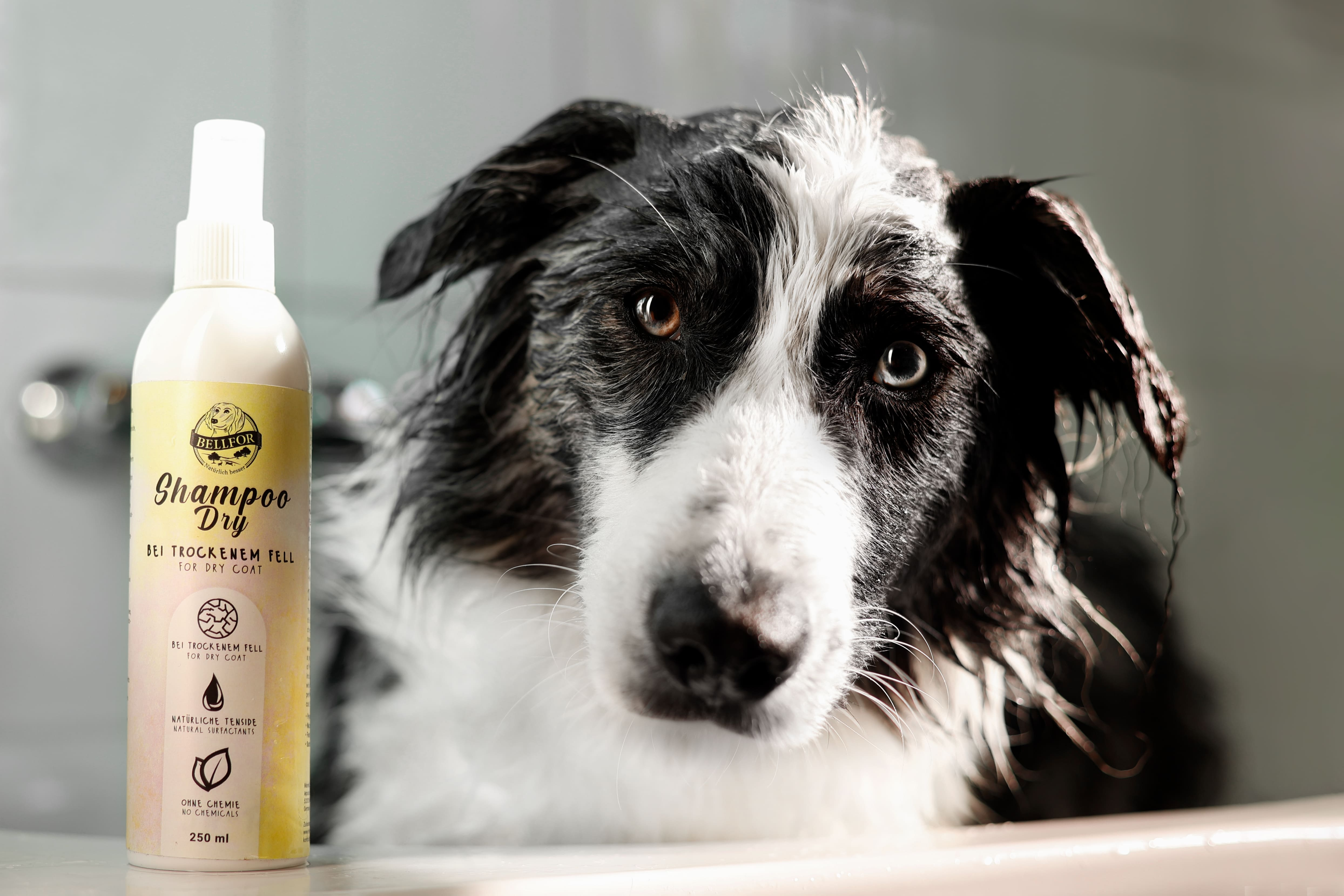 Fellpflege für Hunde - Hundeshampoo Dry bei trockenem Fell - 250ml
