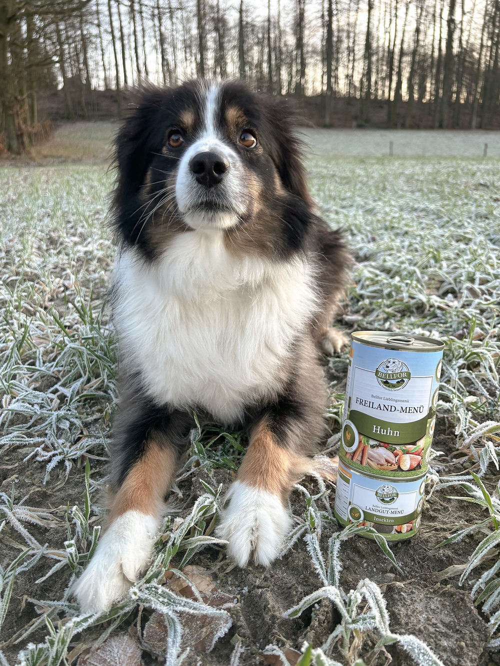 Hundenassfutter mit Huhn - Hundenassfutter Getreidefrei - Freiland-Menü von Bellfor Hundefutter - 800 g