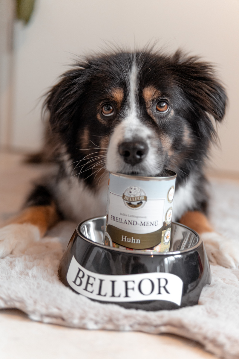 Hundenassfutter mit Huhn - Hundenassfutter Getreidefrei - Freiland-Menü von Bellfor Hundefutter - 800 g