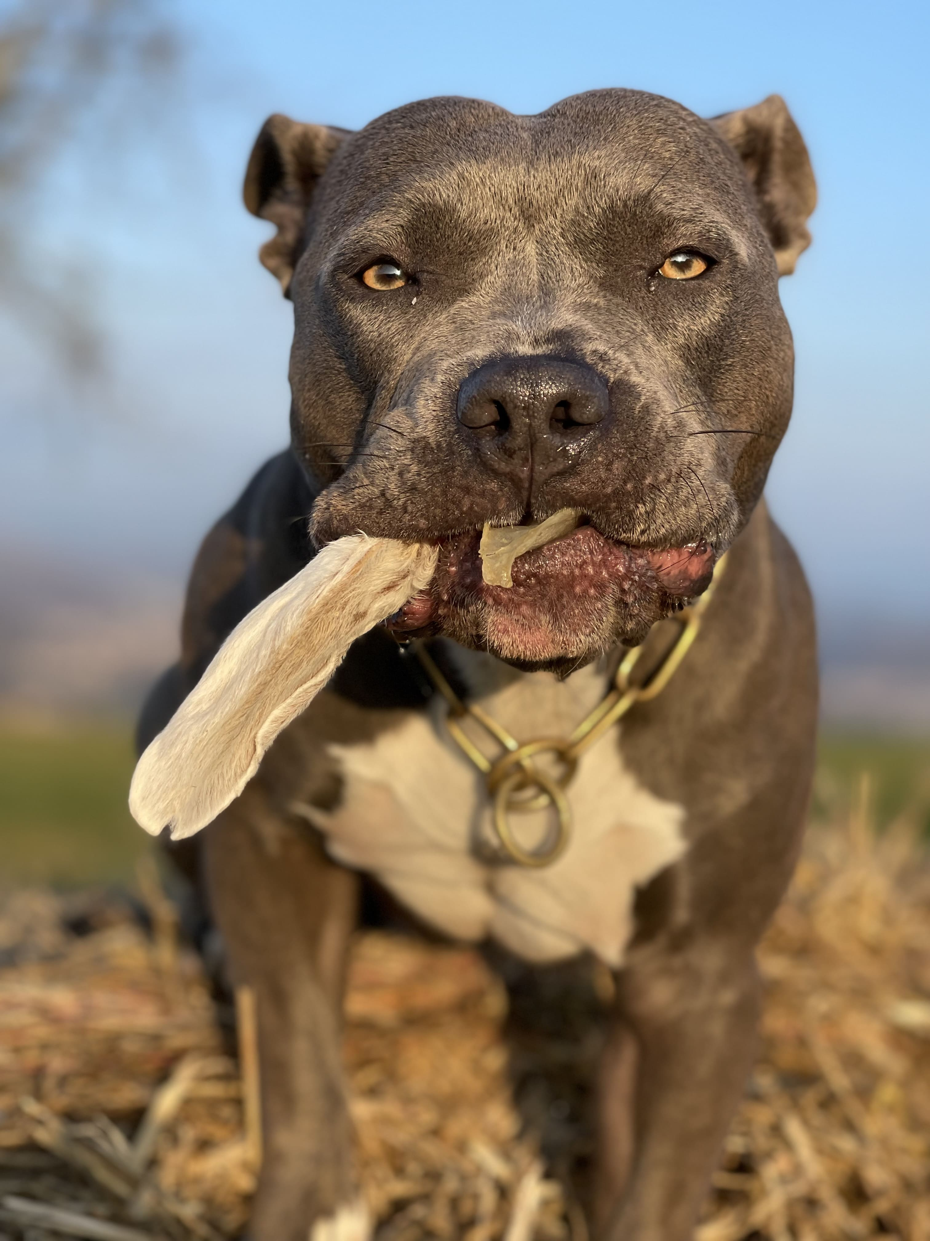 Kauartikel für Hunde - Kaninchenohren ohne Fell - 200 g