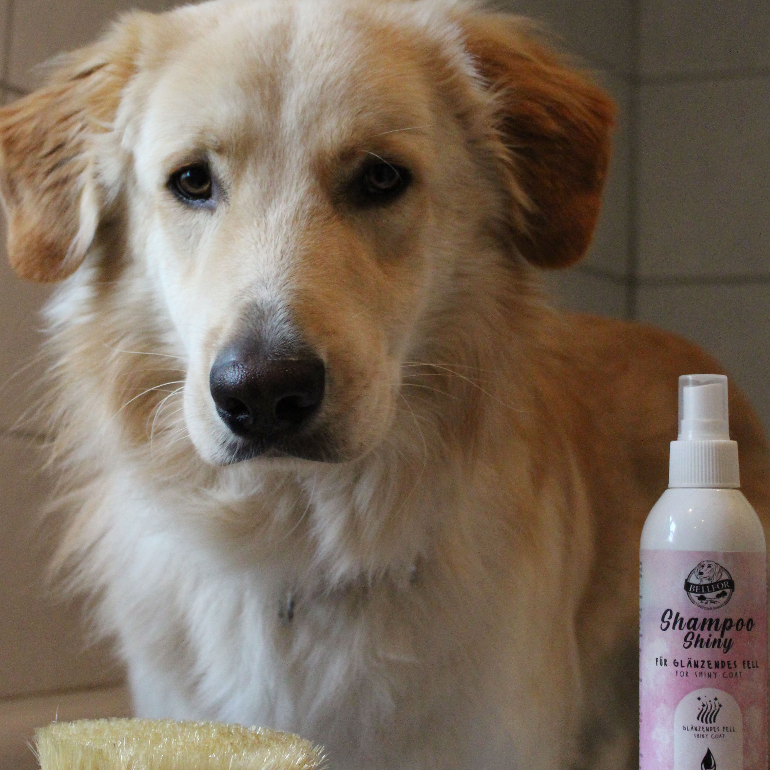 Fellpflege für Hunde - Hundeshampoo Shiny für glänzendes Fell - 250ml