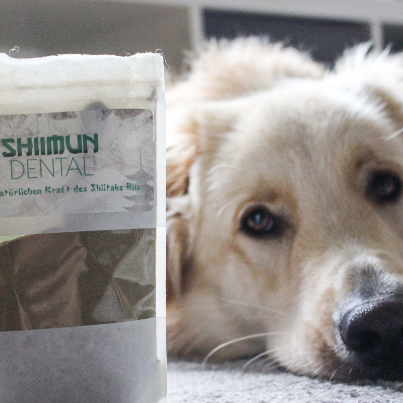 Shiimun Dental Pulver - 50 g