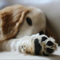 Pfotenpflege: Ein Leitfaden für die perfekte Sauberkeit der Pfoten Ihres Hundes