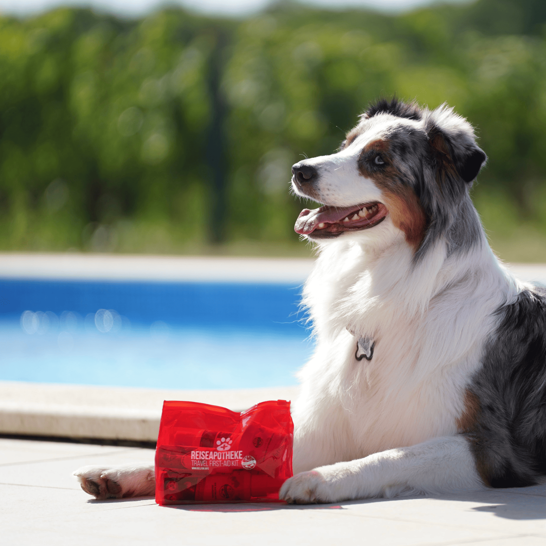 Wichtige Produkte für Ihre Hunde-Reiseapotheke als günstiges Sparset