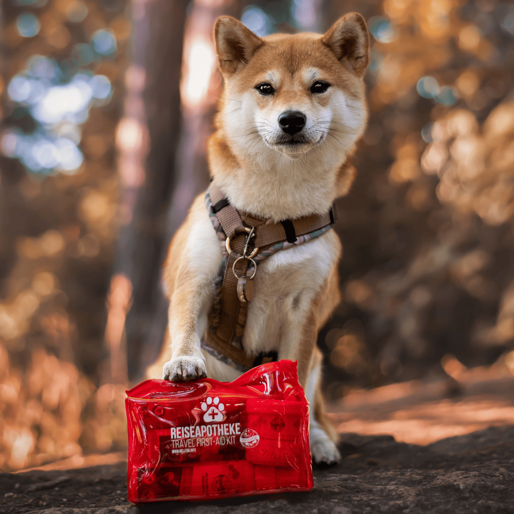 Wichtige Produkte für Ihre Hunde-Reiseapotheke als günstiges Sparset