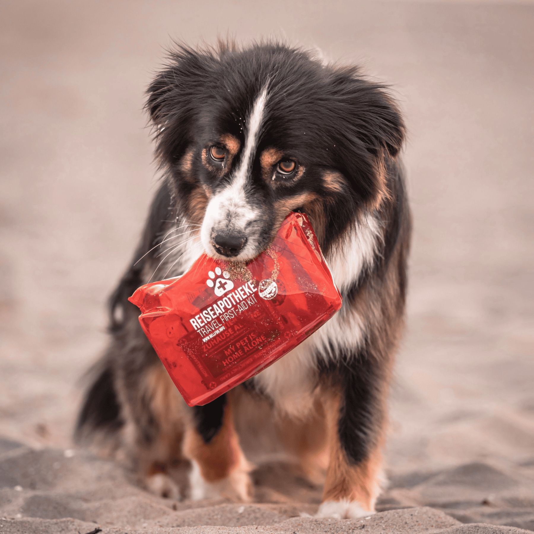 Wichtige Produkte für Ihre Hunde-Reiseapotheke als günstiges Sparset