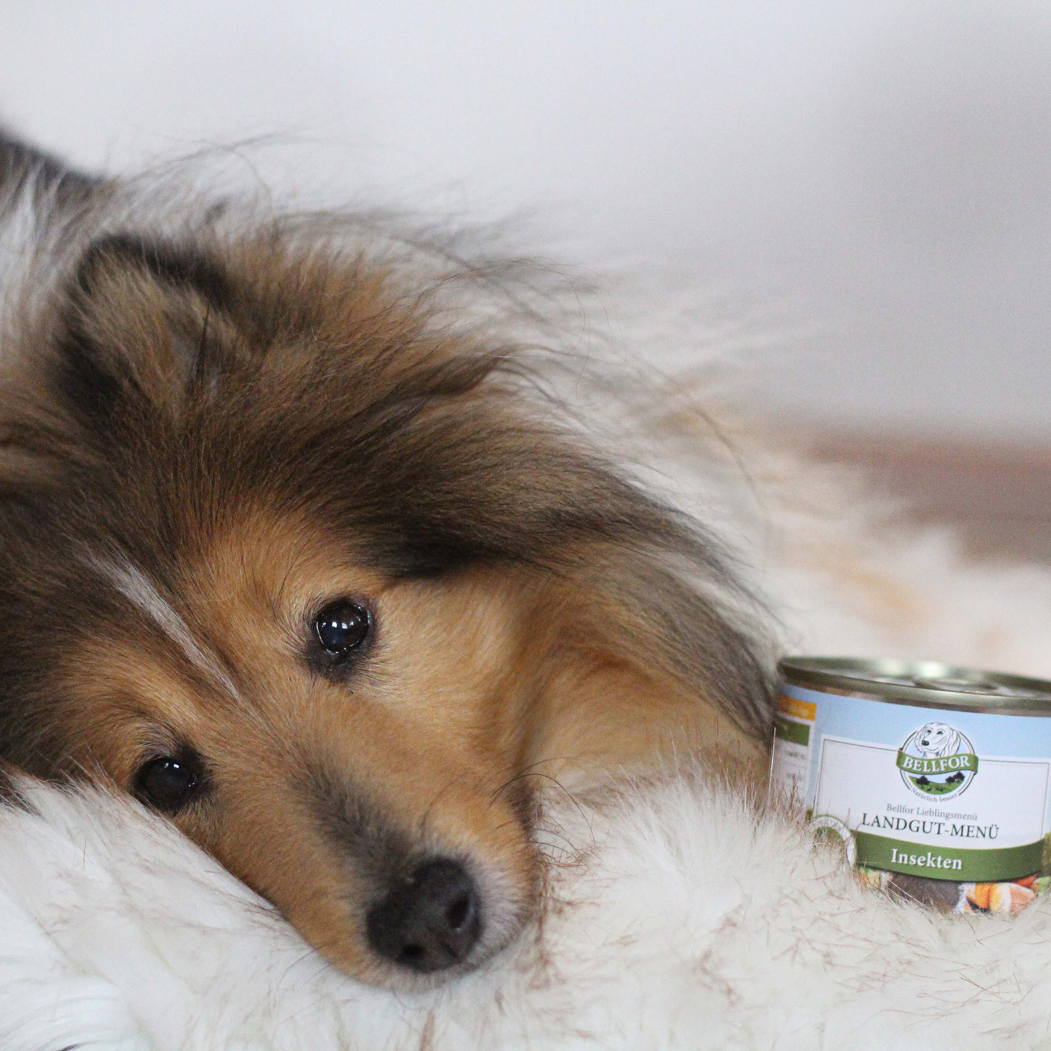 Hypoallergenes Hundefutter Nass mit Insekten - Landgut-Menü - 6 x 200 g